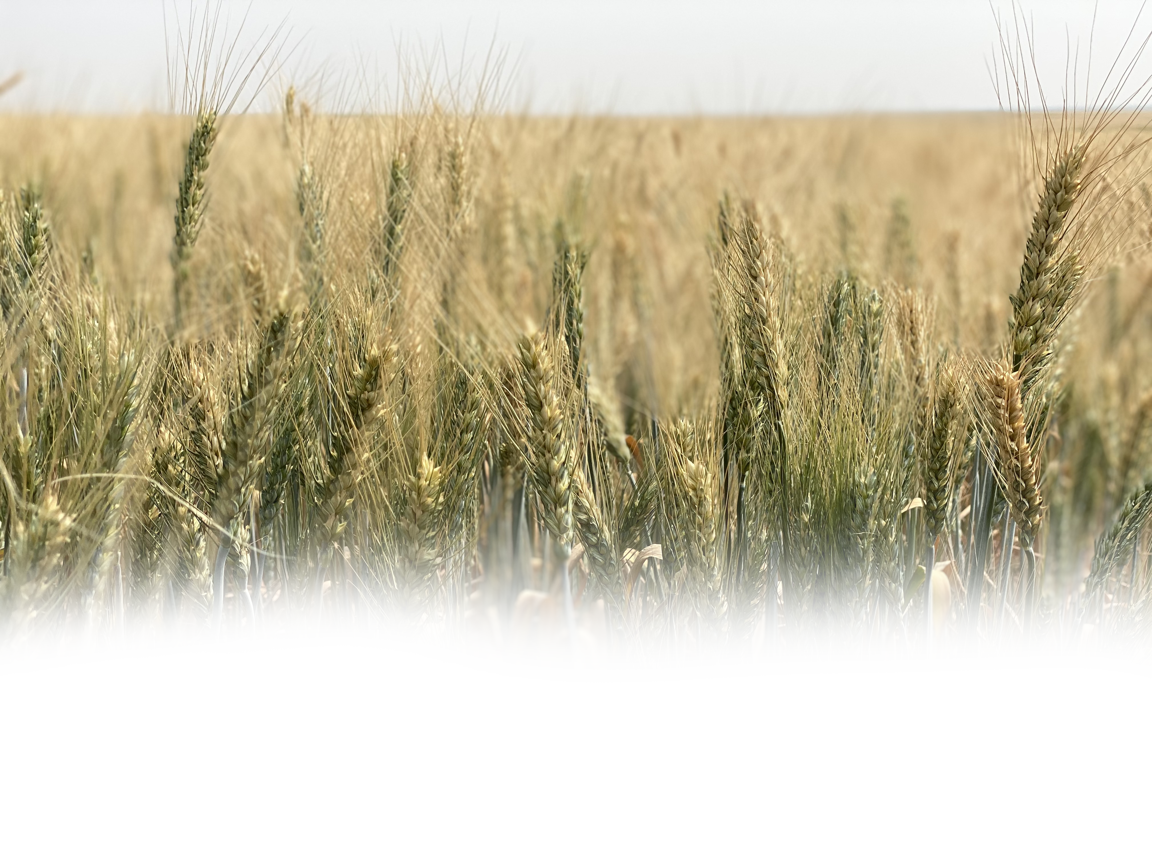 Dale Flikkema
